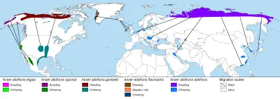 Greater white-fronted goose habitat map