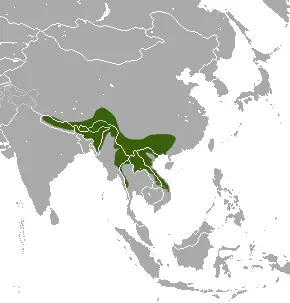 Assam macaque habitat map