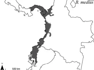 Western lowland olingo habitat map