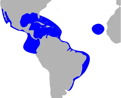 Fragata común mapa del hábitat