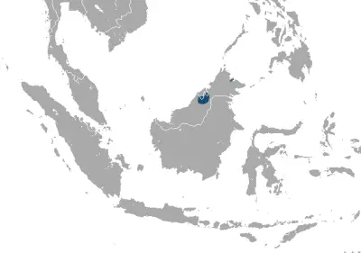 Bornean pygmy shrew habitat map
