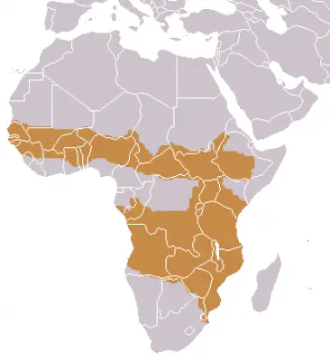Side-Striped Jackal habitat map