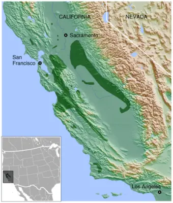 California tiger salamander - Facts, Diet, Habitat & Pictures on