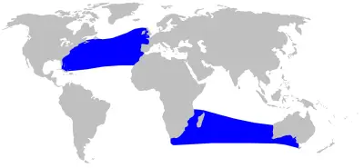 True's beaked whale habitat map