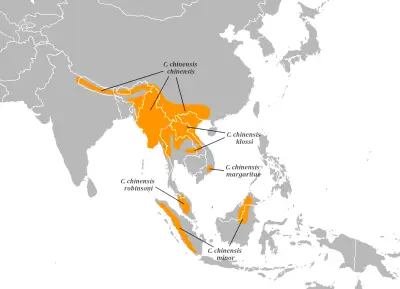 Common green magpie habitat map