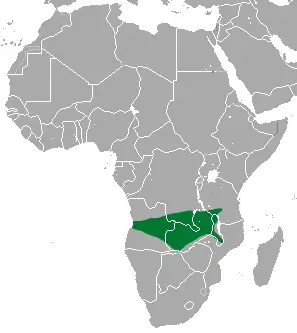 Dobson's epauletted fruit bat habitat map