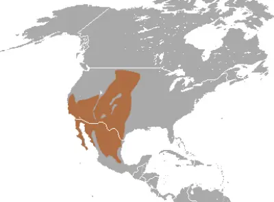Desert Cottontail habitat map