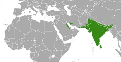 Indian Gray Mongoose habitat map