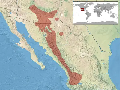 Madrean alligator lizard habitat map