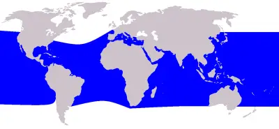 Rough-Toothed Dolphin habitat map