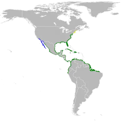 Tricolored Heron habitat map
