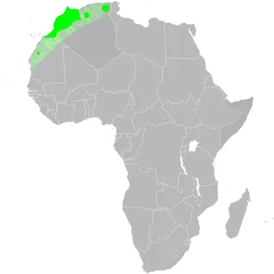 Maghreb lark habitat map