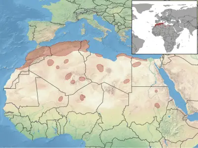 North African gerbil habitat map