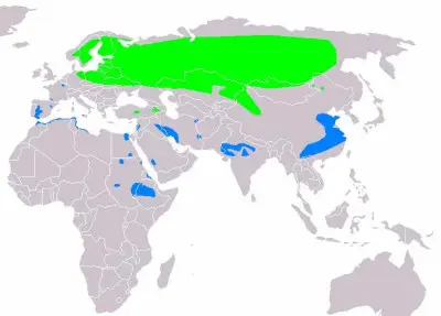Журавель сірий карта середовища проживання