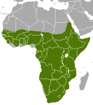 Трубкозуб африканський карта середовища проживання