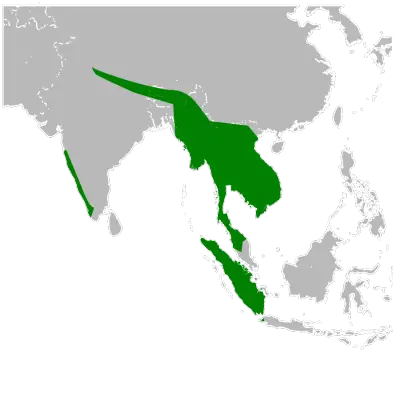 Great Hornbill habitat map