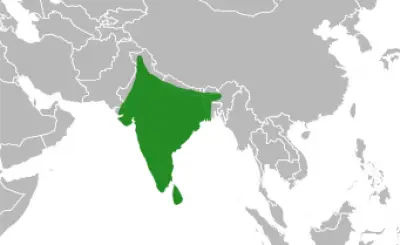Indian Peafowl habitat map
