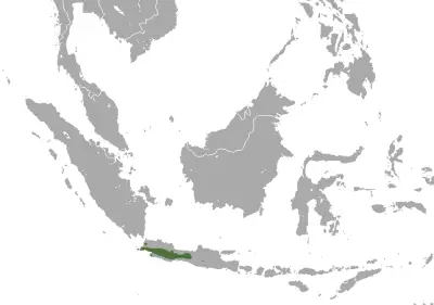 Javan surili habitat map