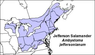 Jefferson salamander habitat map