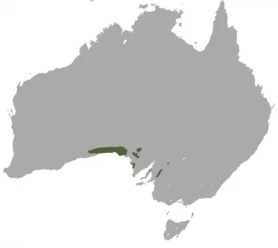 Southern Hairy-Nosed Wombat habitat map