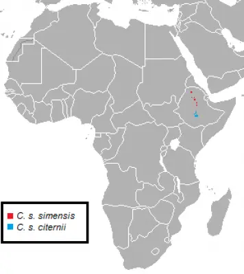 Вовк ефіопський карта середовища проживання
