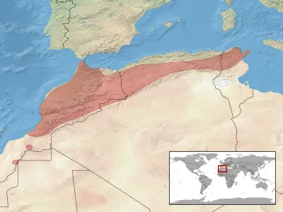 Moorish viper habitat map