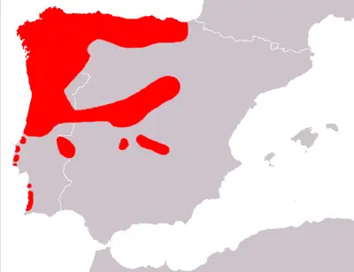 Iberian emerald lizard habitat map