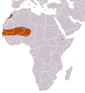 Mauritanian shrew habitat map