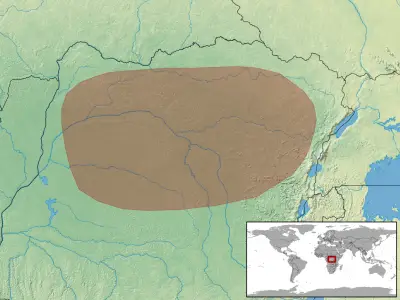 Western Congo worm lizard habitat map