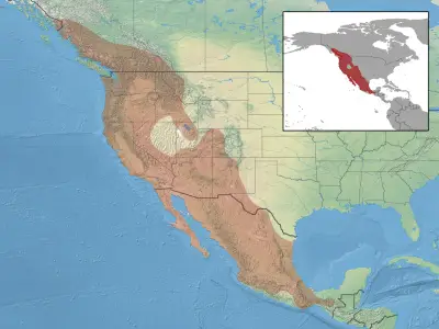 California myotis habitat map
