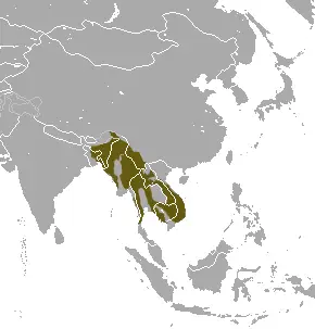 Northern pig-tailed macaque habitat map
