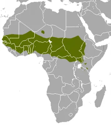 Patas Monkey habitat map