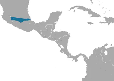 Orizaba long-tailed shrew habitat map