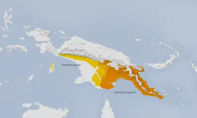 Raggiana bird-of-paradise habitat map