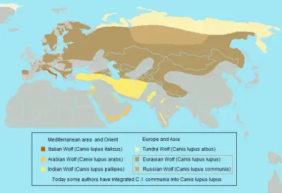 Eurasian wolf habitat map