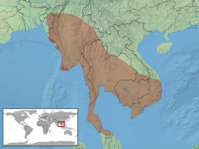 Ptychozoon lionotum habitat map