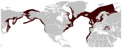 Harbour Porpoise habitat map