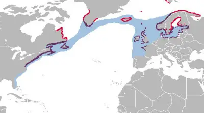 Great Black-Backed Gull habitat map