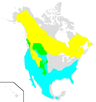 Regolo americano mappa dell'habitat