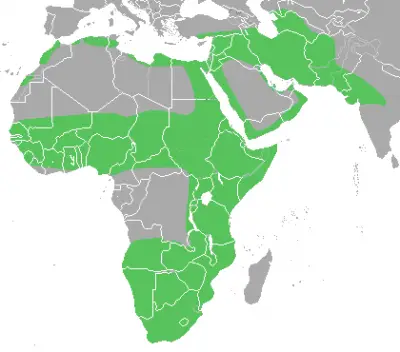 Каракал звичайний карта середовища проживання