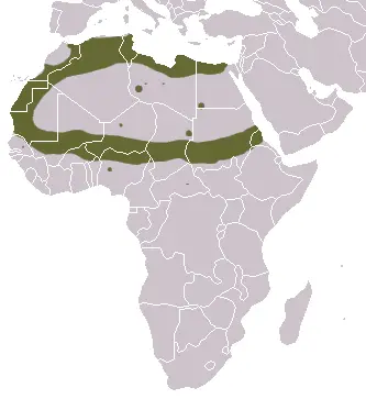 Saharan striped polecat habitat map