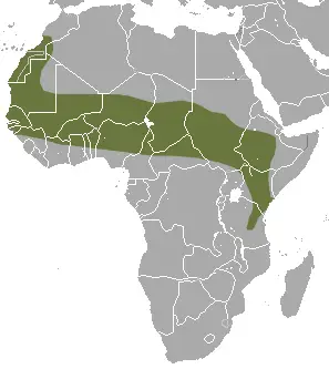 Savanna path shrew habitat map