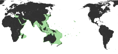 Bigfin reef squid habitat map