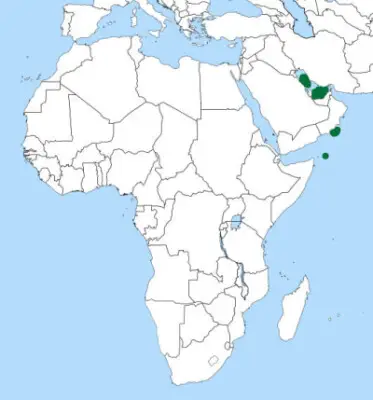 Socotra cormorant habitat map