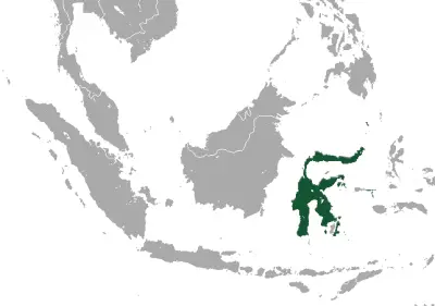 Sulawesi rousette habitat map