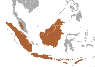 Sunda shrew habitat map
