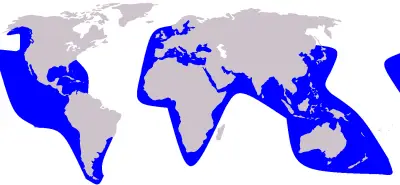 False Killer Whale habitat map