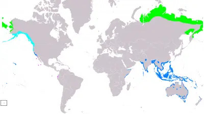 american golden plover migration map