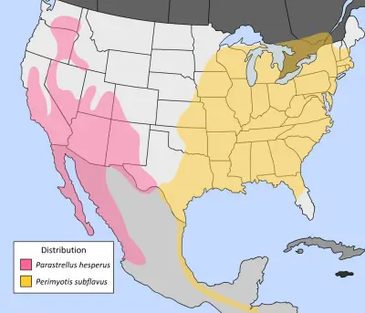 Tricolored bat - Facts, Diet, Habitat & Pictures on Animalia.bio