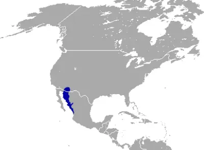 Antelope Jackrabbit habitat map